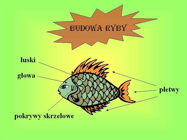 na gazetkę1 - schemat_Budowa_ryby.jpg