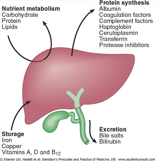 Choroby zakaźne - Function of the liver.jpg