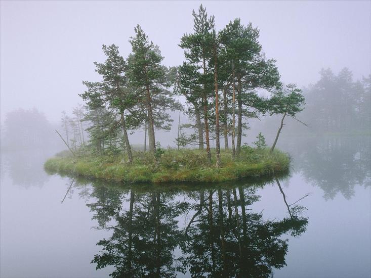SKANDYNAWIA - Pine Forest, Vstmanland, Sweden.jpg