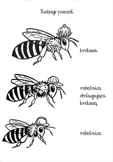 pszczoły - rodzaje pszczł.JPG