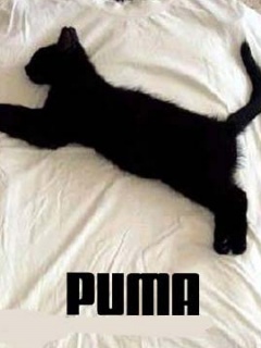 Koty - Puma_Kitten.jpg