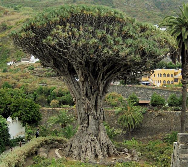 Najpiękniejsze drzewa świata - DRACENA SMOCZA.jpg