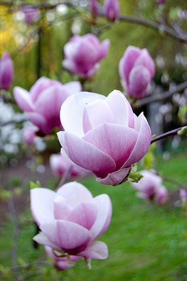 Magnolie  - Magnolia-Soulangeana--Lennei.jpg