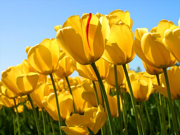  Kwiaty - Tulips.jpg