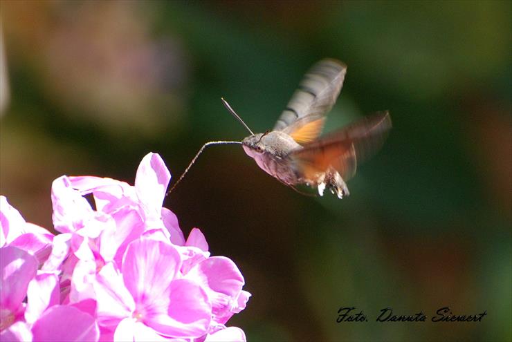 Fruczak gołąbek. Macroglossum stellatarum - DSC_9939A.jpg