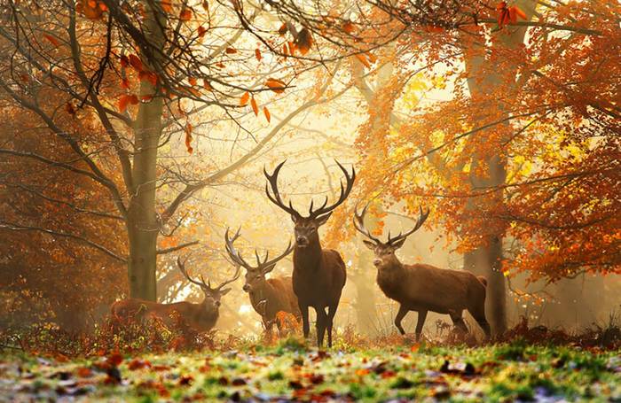 Fauna i Flora  - jelenie-jesienny widok.jpg