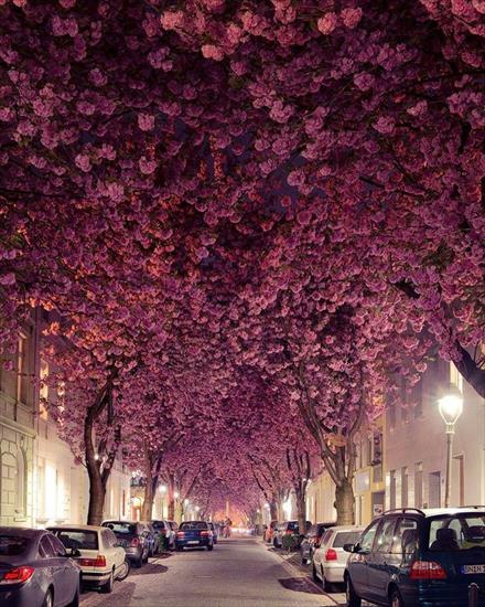  najpiękniejsze drzewa - Kwiat wiśni-Bonn, Niemcy.jpg